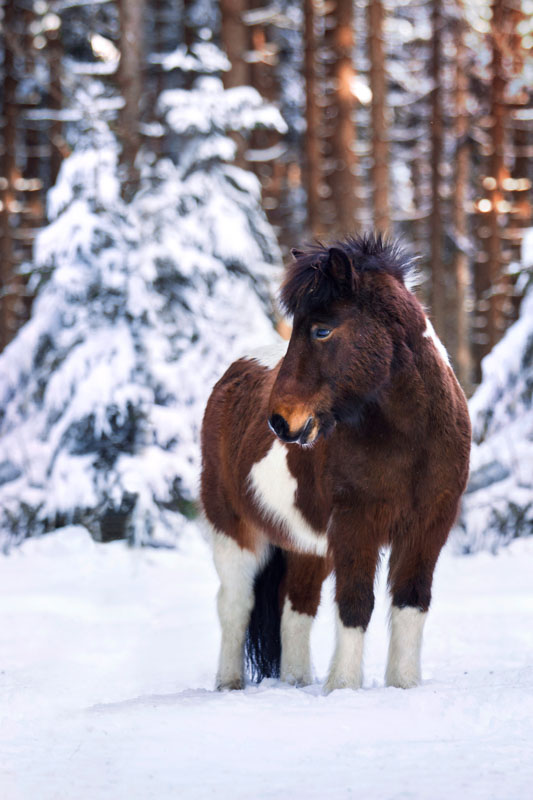 Braunes Islandpferd im schneebedeckten Wald
