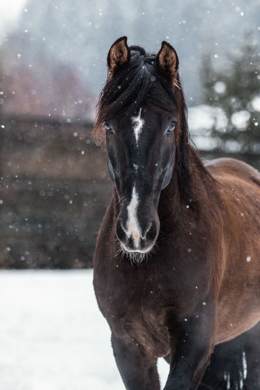 Braunes Pferd im Protrait im Schneegestöber