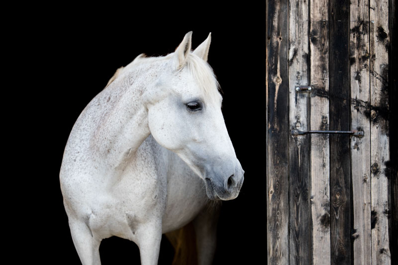 Weißes Großpferd in der Stallgasse vor schwarzem Hintergrund