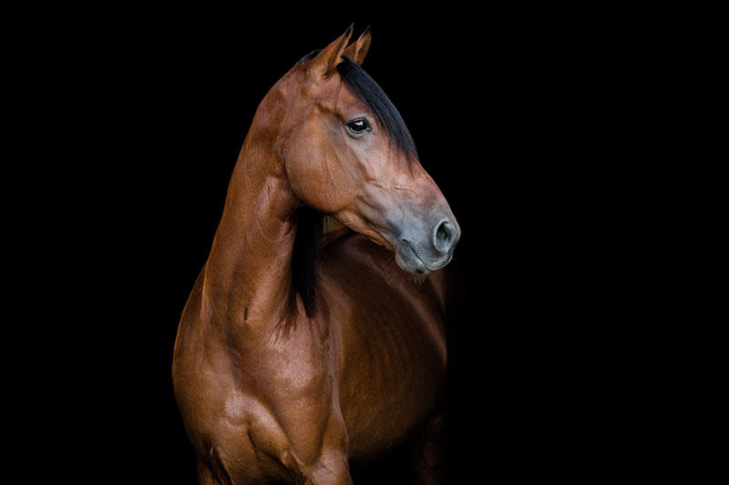 Braunes elegantes Großpferd vor schwarzem Hintergrund