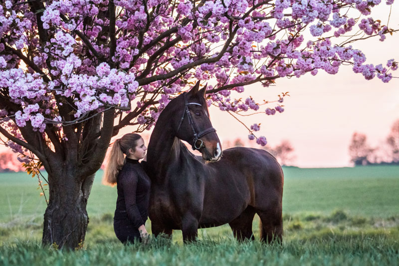Besitzerin mit ihrem Pferd unter einem Kirschbaum im Frühling im Sonnenuntergang