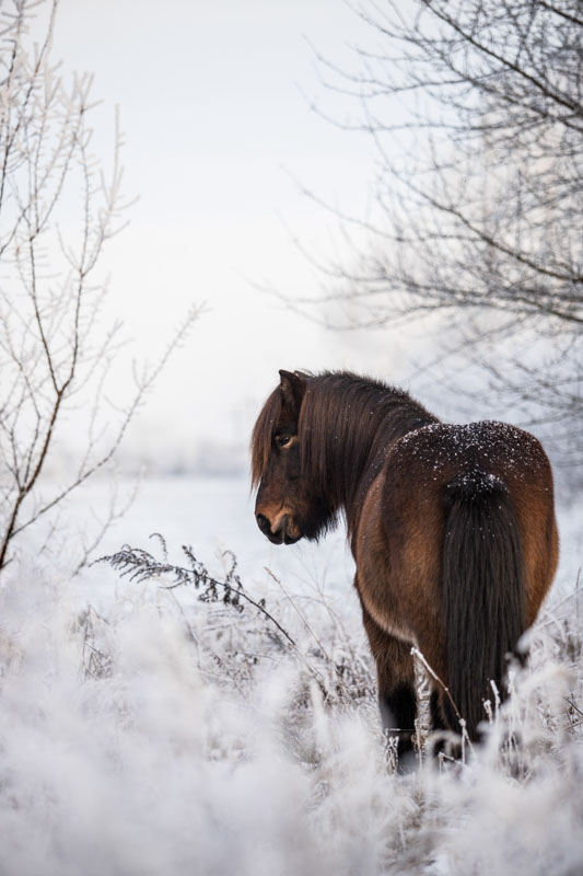 Braunes Islandpferd in winterlicher Landschaft