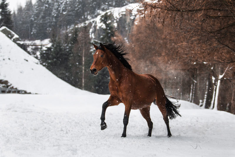 Großpferd galoppiert durch die winterlichen Alpen