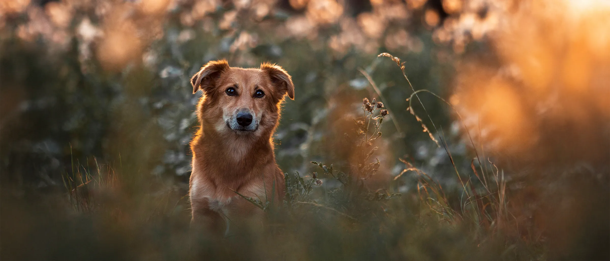 Hund in Abendlicht