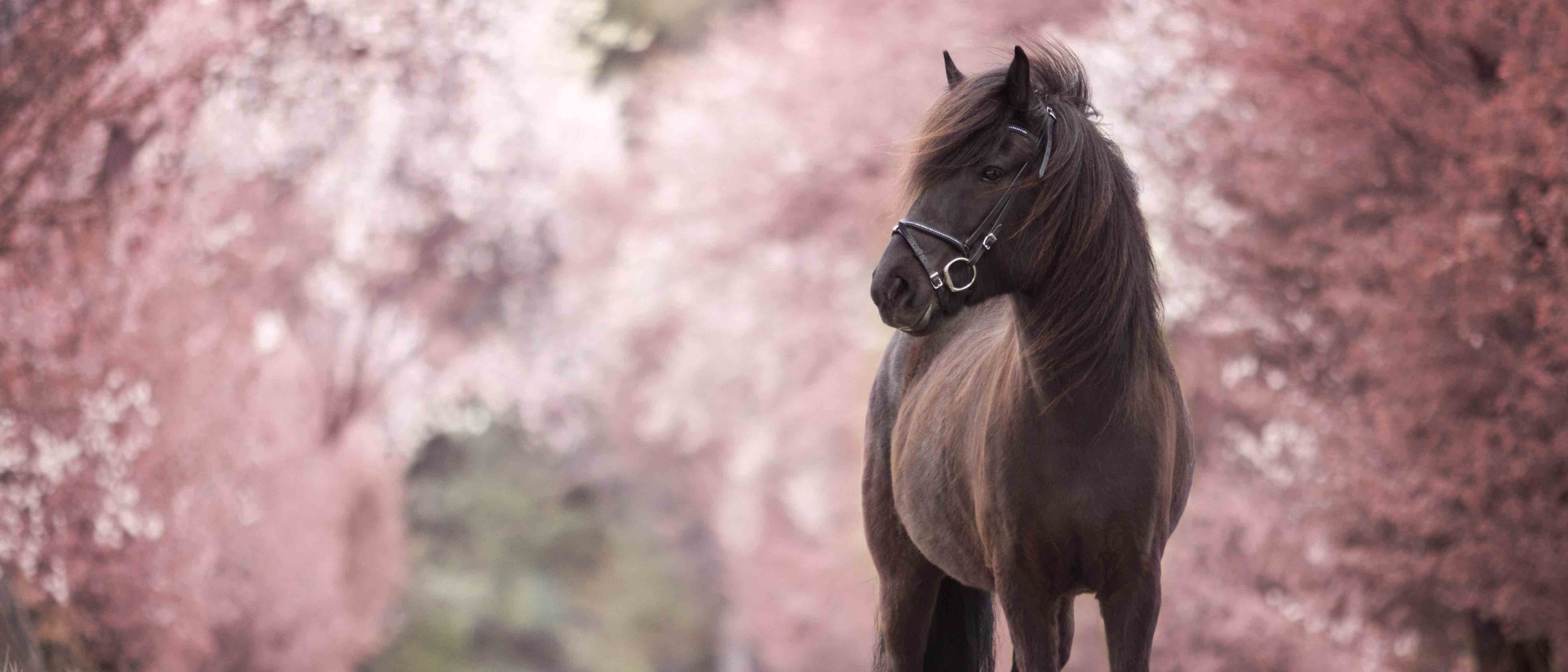 Pferd in Kirschblüte, Tierfotografie Brandenburg