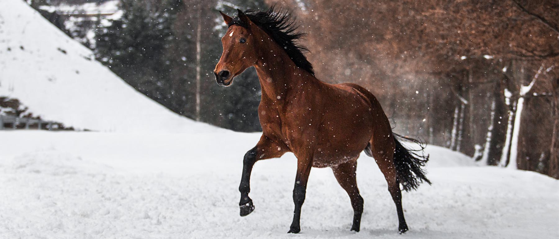 Pferd galoppiert im Schnee, Tierfotografie Harz