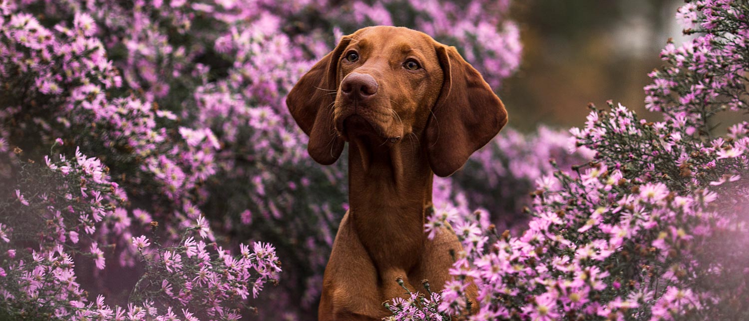Frühlingsfoto von einem Hund, Tierfotografie Magdeburg